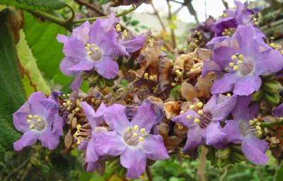 Caracus wigandia