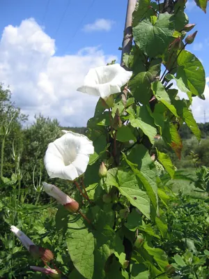 Hedge Bindweed