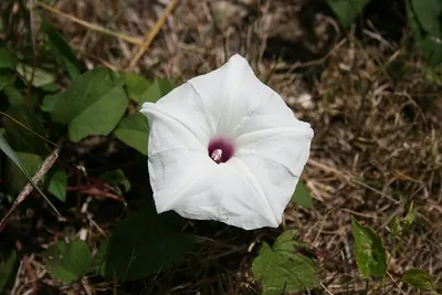 Wild Potato-vine