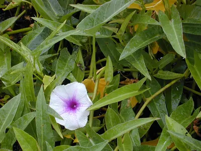 Swamp morning-glory