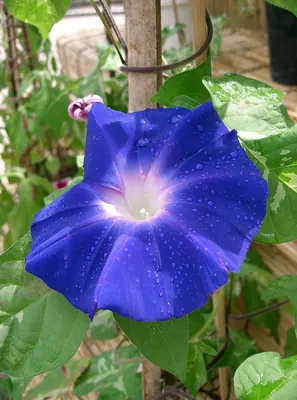 Whiteedge morning-glory
