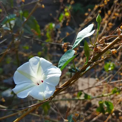 Small White Morning Glory