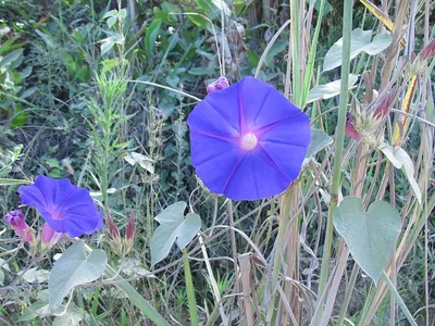 Oceanblue Morning Glory