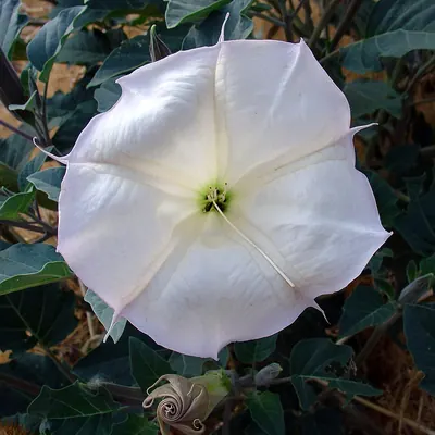 Sacred thorn-apple