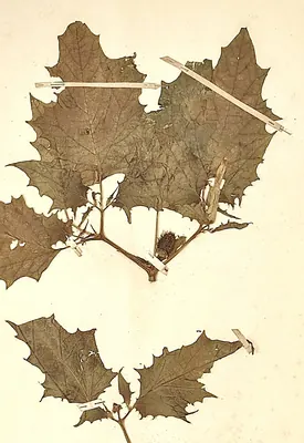 Thorn-apple