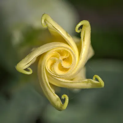 Thorn-apple
