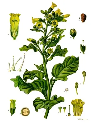 Aztec tobacco
