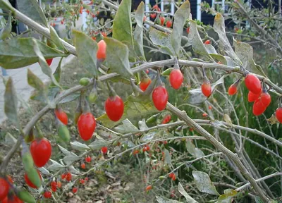 Matrimony vine