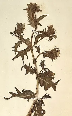 Black henbane
