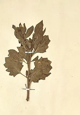 White henbane