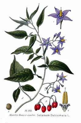 Ornamental nightshade