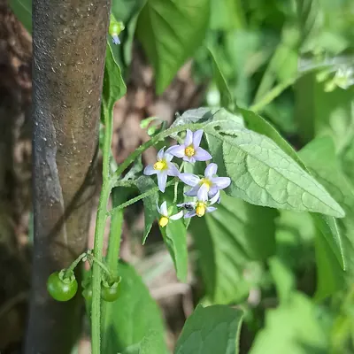 American black nightshade