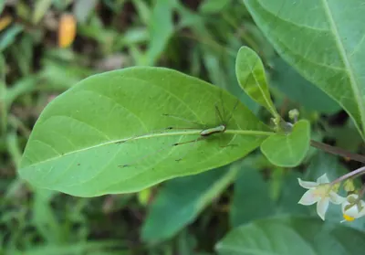 Twoleaf nightshade