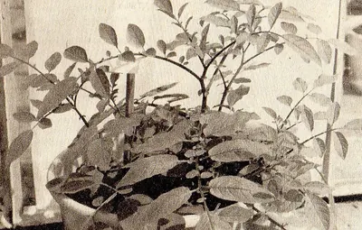 Solanum kurtzianum