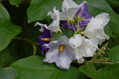 Solanum wrightii