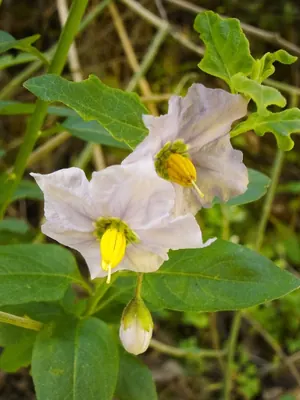 Bluewitch nightshade