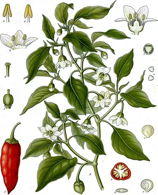 Pepper