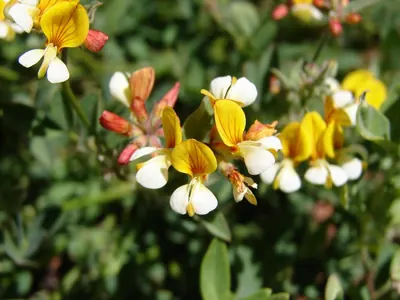 Hosackia oblongifolia