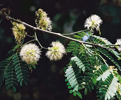 Chloroleucon tenuiflorum