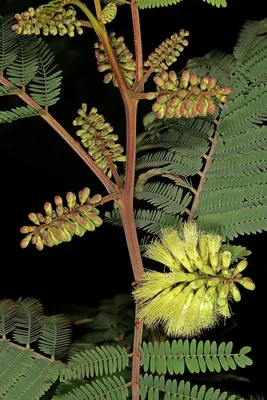 Plume-Albizia