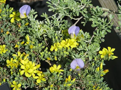 Lotononis galpinii