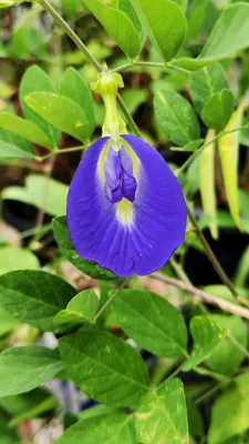 Butterfly pea