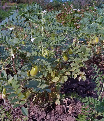 Chick pea