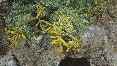 Adenocarpus hispanicus
