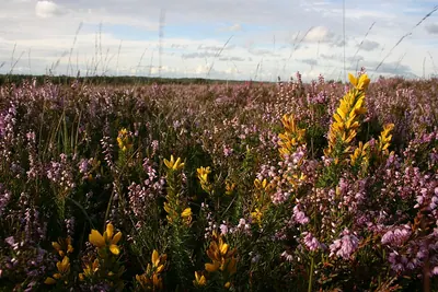 Ulex minor