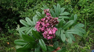 Andira fraxinifolia