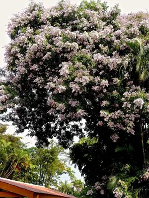 Cabbagebark tree