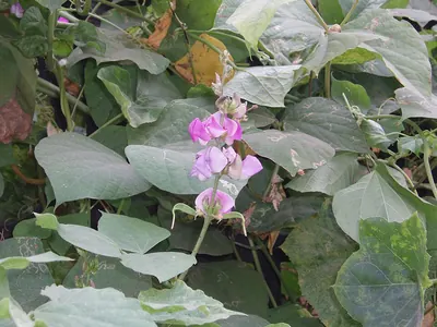 Hyacinthbean