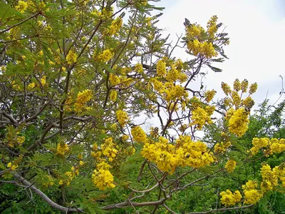 African weeping-wattle