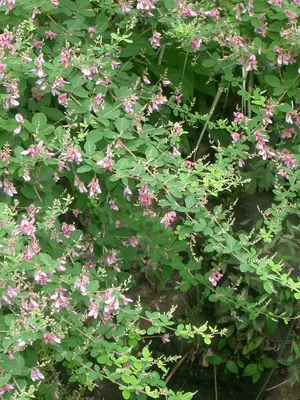Bicolor lespedeza