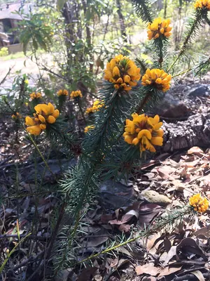 Pultenaea aristata
