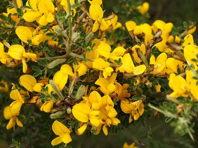 Calycotome villosa