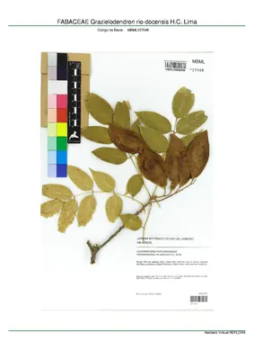 Grazielodendron rio-docensis