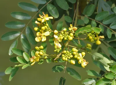 Siamese cassia
