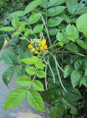 Woolly senna