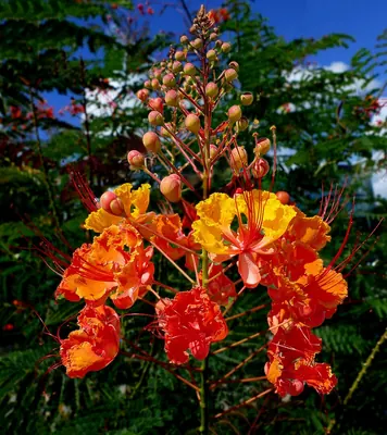 Peacock Flower