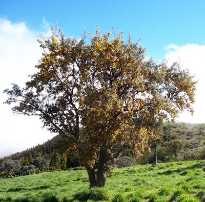Sophora denudata