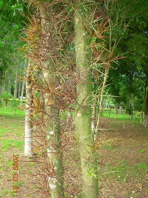 Gleditsia amorphoides