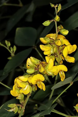 Velvety yellow bush pea