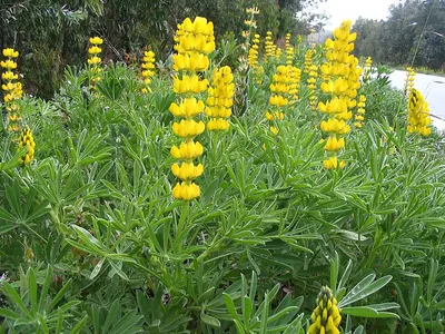 Yellow lupin