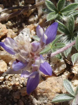 Mat Lupine