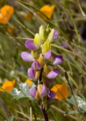 Harlequin annual lupine