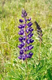 Silky lupine