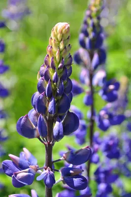Bigleaf lupine