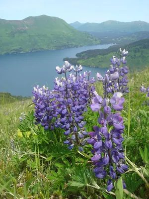 Nootka lupine