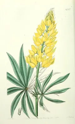 Sabin's lupine